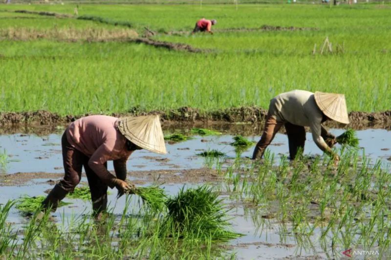 Cegah Krisis, Akademisi UGM Ingatkan Perlunya Regenerasi Petani