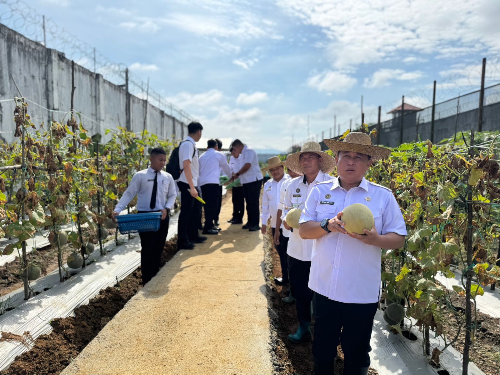 Dukung Ketahanan Pangan, Kakanwil Ditjenpas Kalsel Panen Melon dan Tanam Singkong di SAE Lapas Banjarbaru