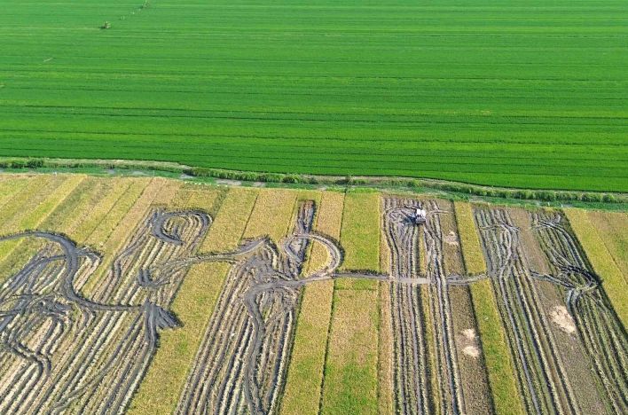 Urgensi Membangun Ekosistem Data Pangan Terintegrasi